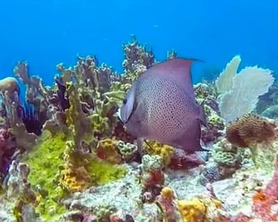 3-Hour Snorkeling Certification in Aguadilla