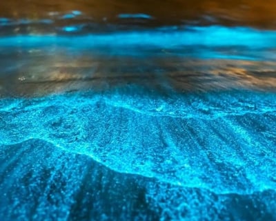 Bioluminescence Cruise in Merritt Island