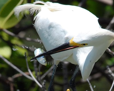 2-Hour 10,000 Islands Shelling Tour Near Everglades