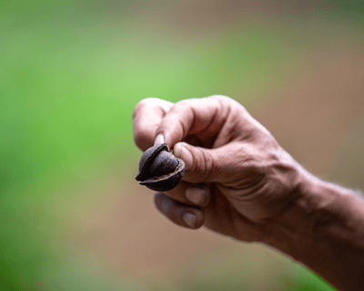 Macadamia Nut & Hydroponic Tour