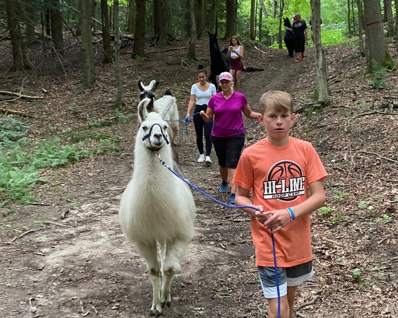 Guided Llama Hike Through Wyoming County Woods in Arcade