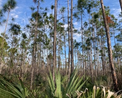 Explore Everglades National Park 10,000 Islands Tour