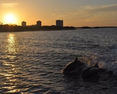 Sunset Dolphin and Shelling Cruise in Fort Myers Beach