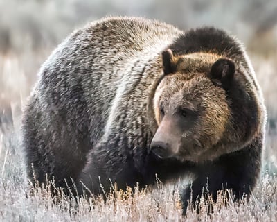 Winter Wildlife Tour in Grand Teton