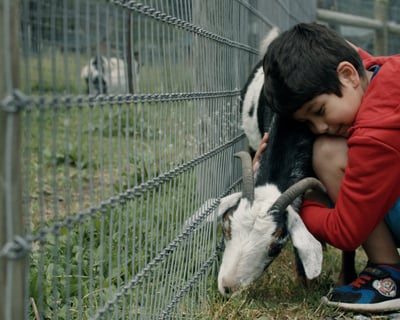 Varysburg Small Animal Petting Zoo