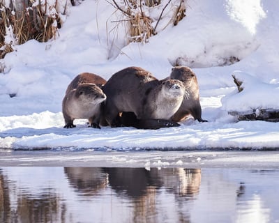 Explore Yellowstone Winter Photo Safari Guided Tour