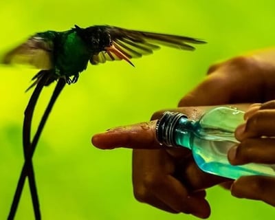 Hand-Feed Birds at Rocklands Bird Sanctuary