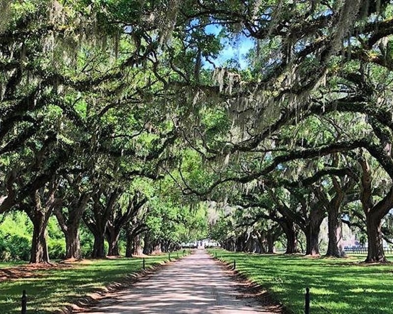 Charleston Day Trip from Myrtle Beach with Boone Hall