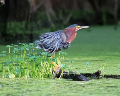 Private Guided Kayak Tour on Ebenezer Creek