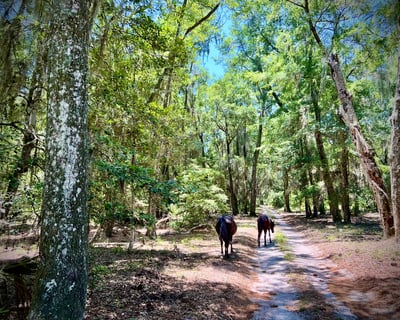 Historic Landmarks Tour of Cumberland Island