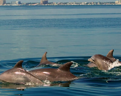 Dolphin & Manatee Cruise Canaveral National Seashore