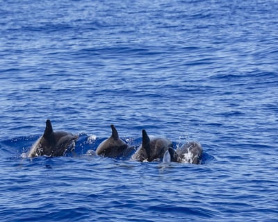 Dolphin Watch Evening Tour