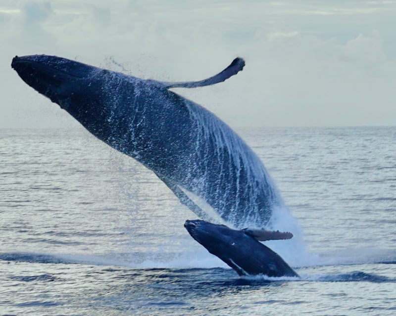 Whale & Dolphin Watching & Turtle Snorkeling in Waianae