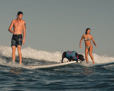 Dog Surfing Experience in Waikiki
