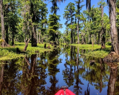 Extended Manchac Kayak Tour