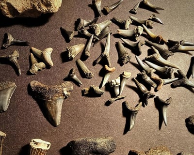 Venice Shark Tooth & Shelling Cruise
