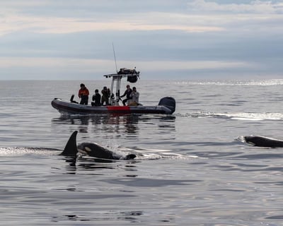 Blue Whale Watching Tour in San Diego