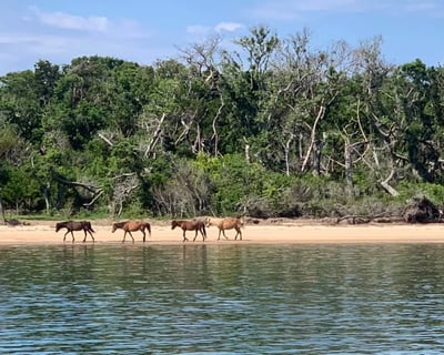 Cruise Newport River on a 2-Hour Dolphin Watch Charter