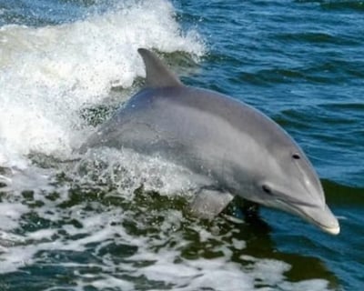 Dolphin Cruise in Englewood