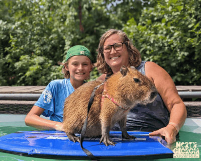 Swim with Baby Capybara in Cleveland GA