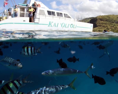 West Oahu Dolphin Watching & Snorkel Tour