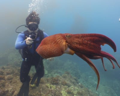 Waikiki Scuba Diving: 2-Tank Shallow Reef Tour