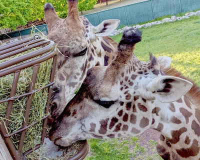 Private Giraffe Encounter in Schnecksville