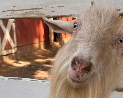 Farm Animal Encounters in Zebulon