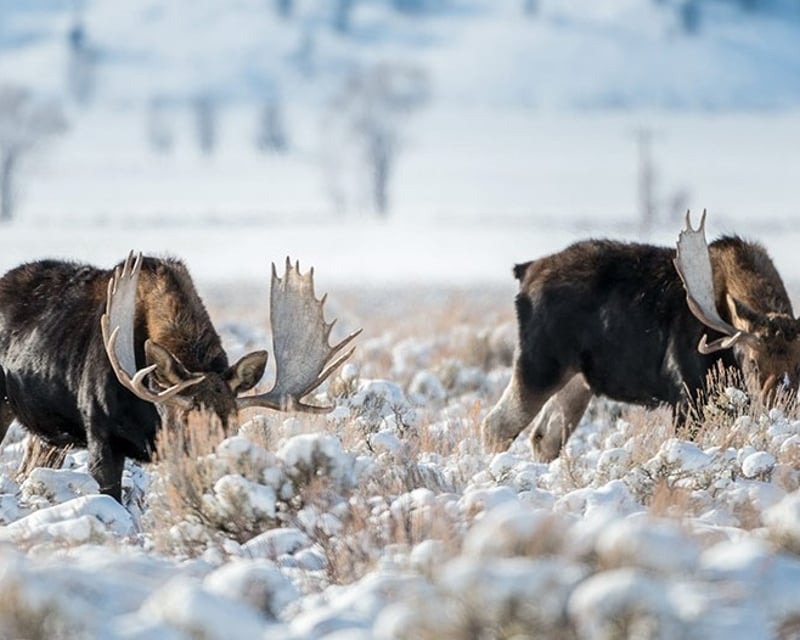 Private Grand Teton Sunrise & Sunset Wildlife Tour