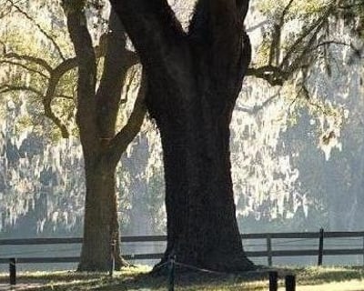 Explore Boone Hall Plantation Half-Day Tour From Charleston