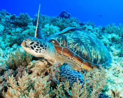 Snorkel With Turtles Tour From Honolulu