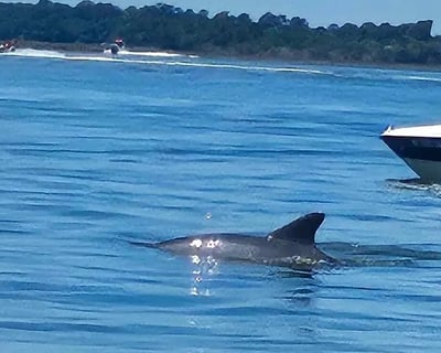 Wildlife Cruise in St. Helena Island