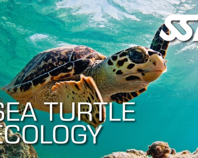 Sea Turtle Ecology Certification Course in Ramrod Key