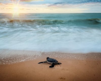 Sea Turtle Night Walk in St Helena
