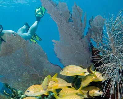 Islamorada Snorkeling Charter