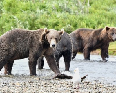Katmai National Park Bear Viewing Floatplane Tour
