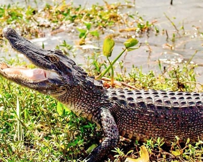 Ride a 1.5-Hour Airboat Tour in Lafitte