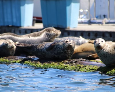 Guided Harbor Seal Kayak Tour in Poulsbo