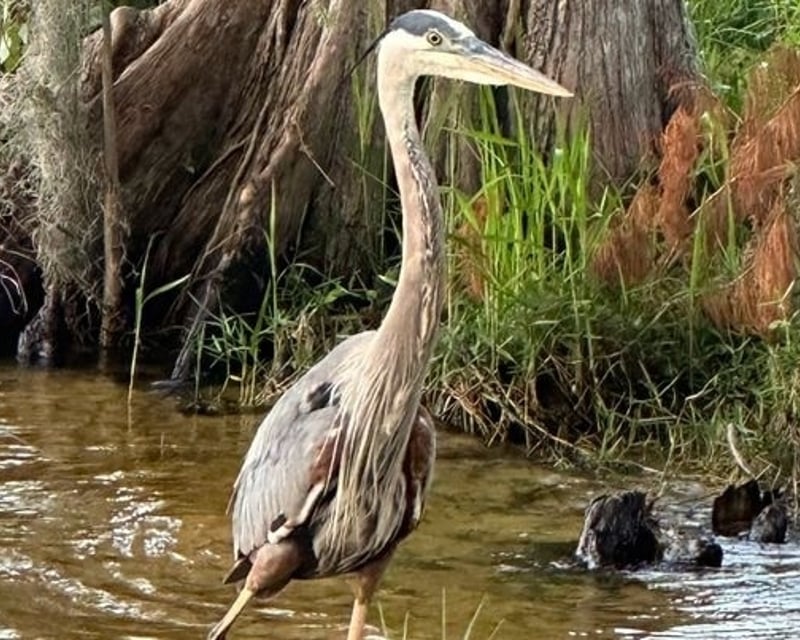 Manatee & Wildlife Eco Boat Tour in Crystal River