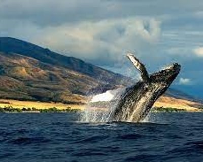 Private Whale Watching Tour From Ka'anapali Beach