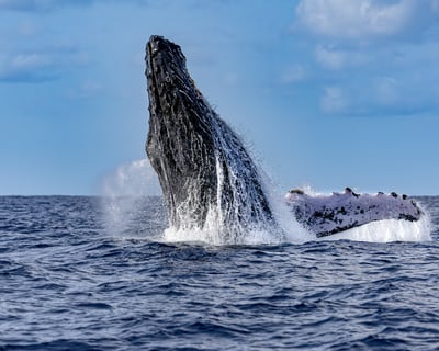Poipu Whale Watching Zodiac Boat Tour
