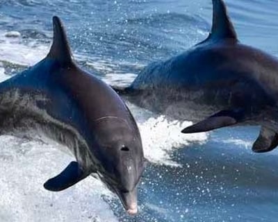Private Boat Charter From Anna Maria Island