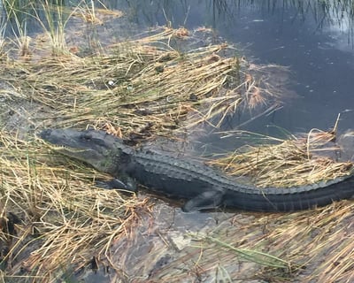 Everglades 1-Hour Airboat Tour