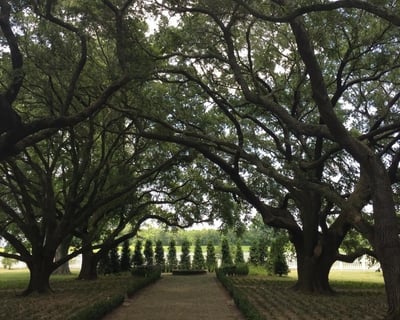 Explore Whitney Plantation & Swamp Airboat Tour