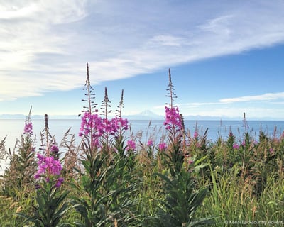 Hike Kachemak Bay State Park From Homer