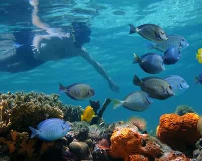 Key West Reef Snorkel with Breakfast & Drinks