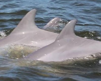 Orange Beach Dolphin Sightseeing Cruise