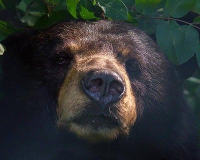 Guided Animal Sanctuary Tour in Albion