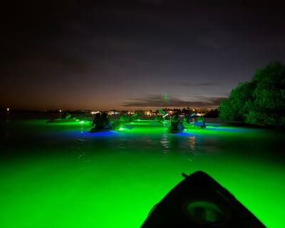 LED Glass-Bottom Kayak Fish Feeding Tour in Sarasota