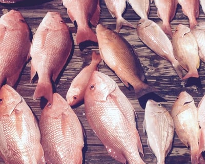 Deep Sea Fishing Charter in Panama City Beach